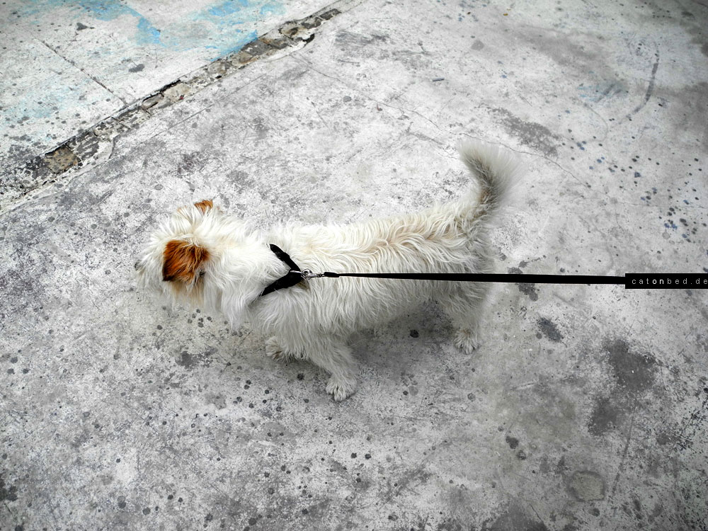 Hundi