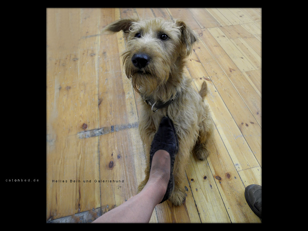 Hund